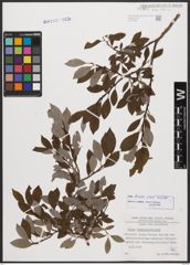 Salix bicolor Ehrh. ex Willd.